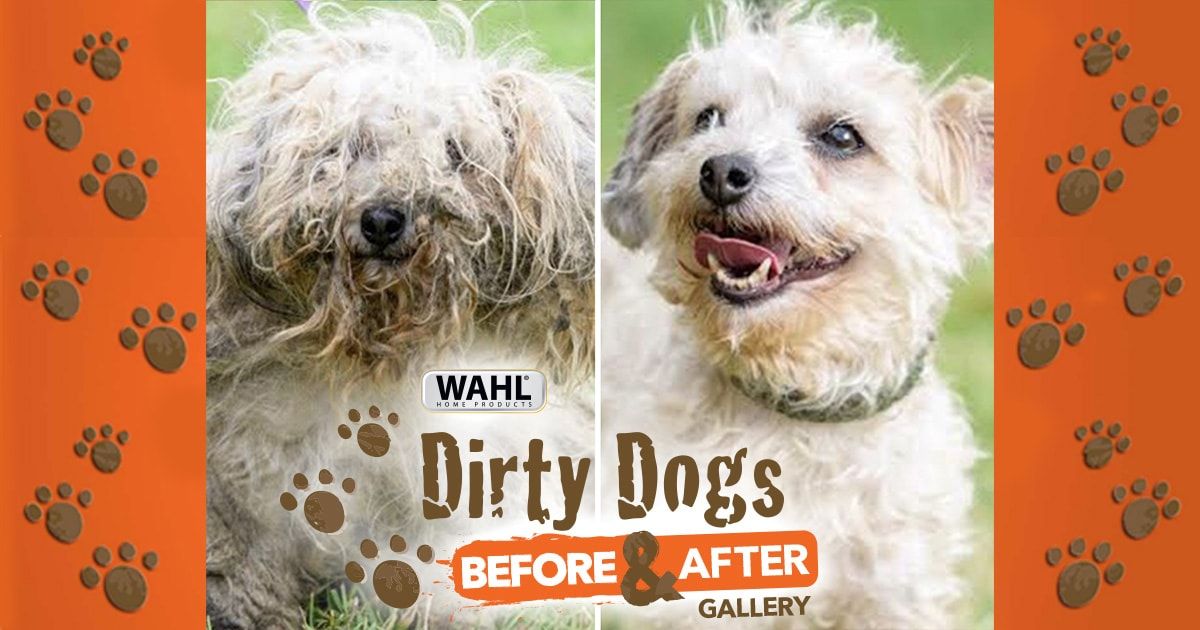 Article Image - Great Products for a Great Cause: Wahl Dirty Dogs